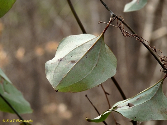 {Smilax glauca}